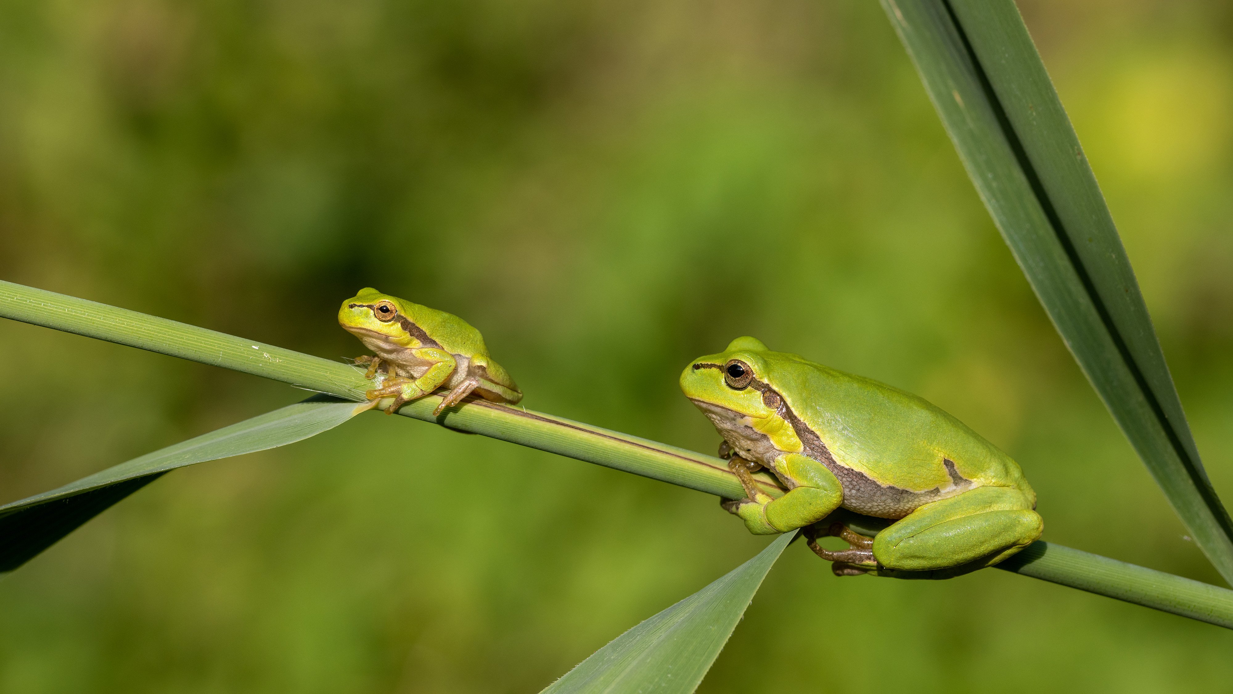 tree frog ribbit jump leap big and small green branch hold on